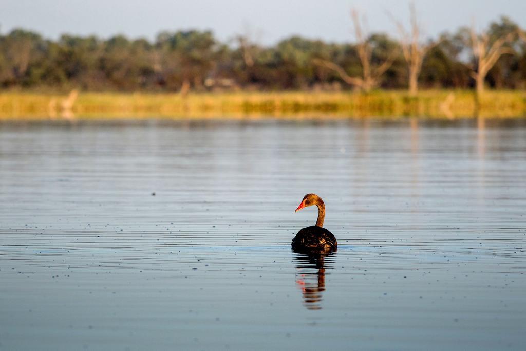 Discovery Parks - Lake Bonney Barmera Exterior foto
